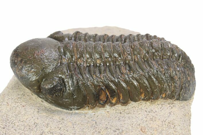 Bargain, Reedops Trilobite - Atchana, Morocco #340902